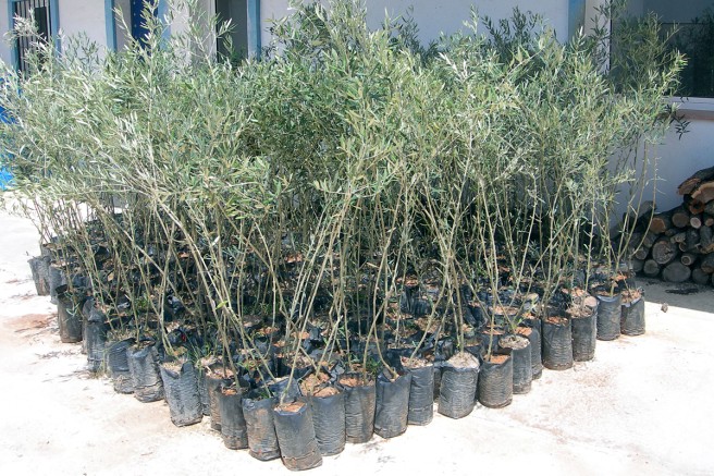 Junge Olivenbäume