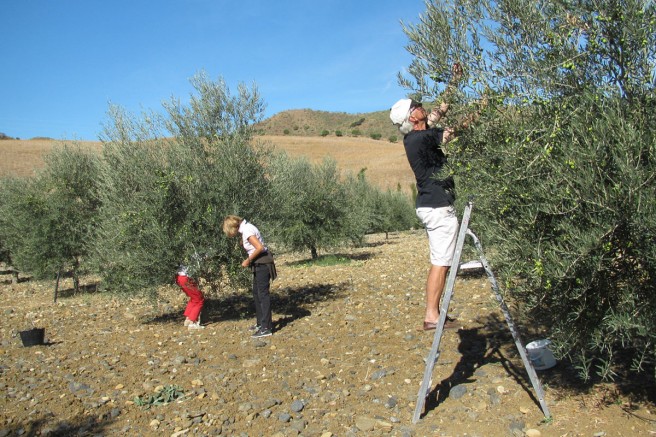 Schonende Erntemethode, Oliven ohne Bodenkontakt