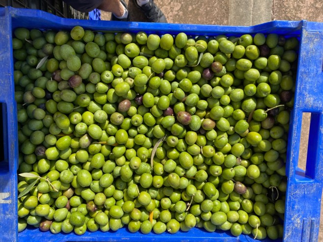 gesunde Oliven