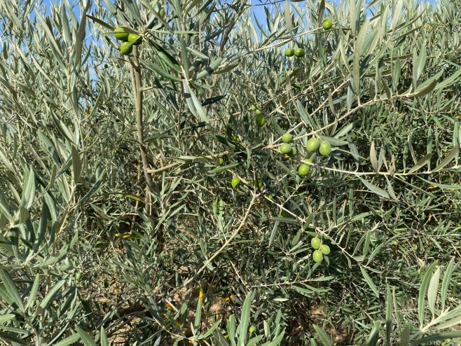 Wenige vereinzelte Oliven